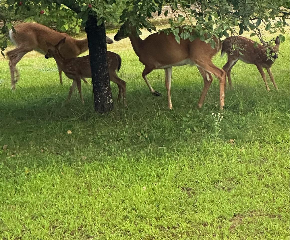 Undisclosed Address Oxford, ME 04270 - Photo 40 of 58 145836