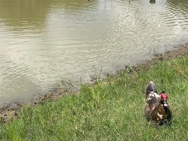 $925,000 | 13265 Farm To Market Road 1385, Pilot Point, TX 76258