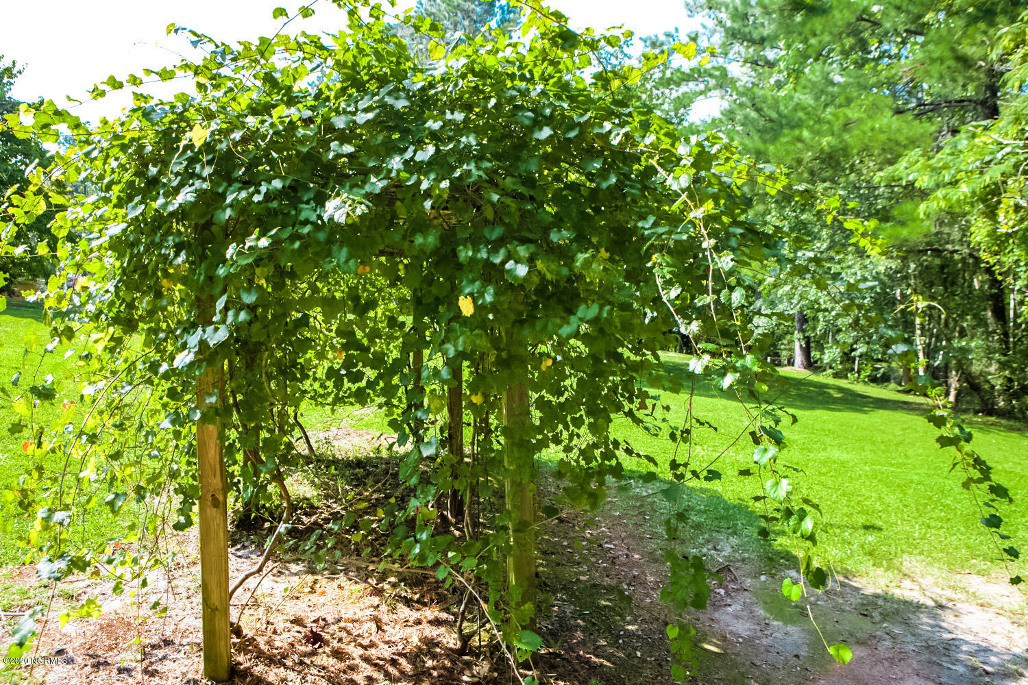 114 Loop Road Leland, NC 28451 - Photo 10 of 21 Grape Vine