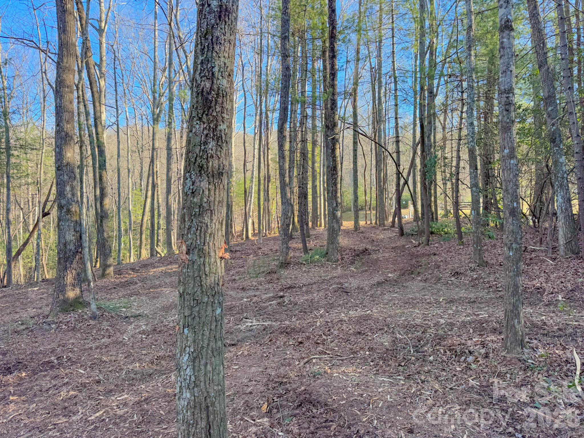0 Old CCC Road, Unit 3 Hendersonville, NC 28739 - Photo 23 of 43 a view of a backyard with plants and large trees