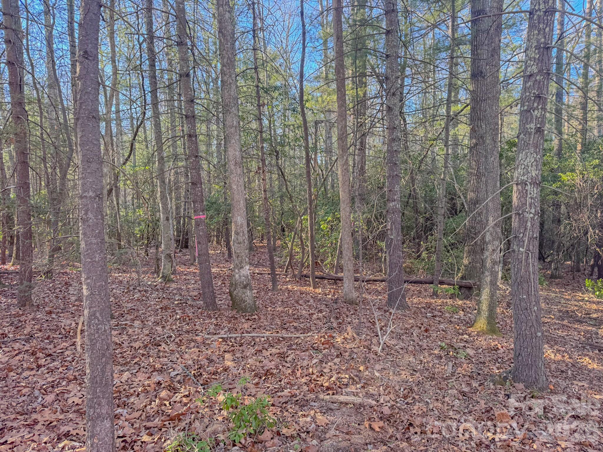 0 Old CCC Road, Unit 3 Hendersonville, NC 28739 - Photo 32 of 43 a view of a forest with trees