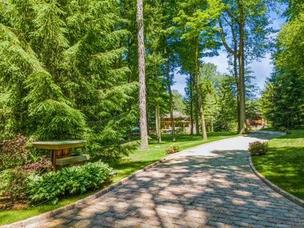 a view of a backyard with plants and large trees