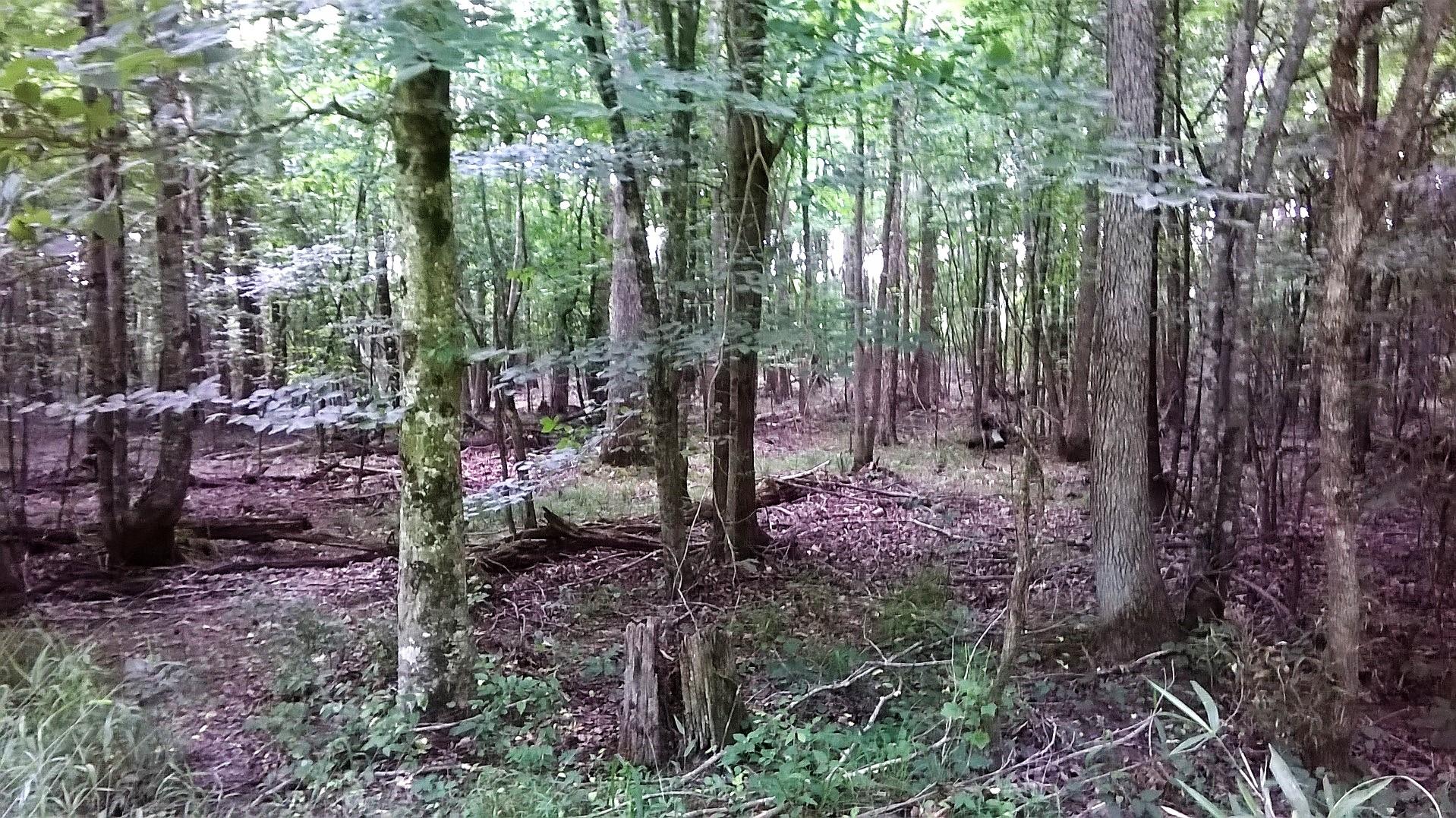 0 Thach Road Athens, AL 35613 - Photo 17 of 18