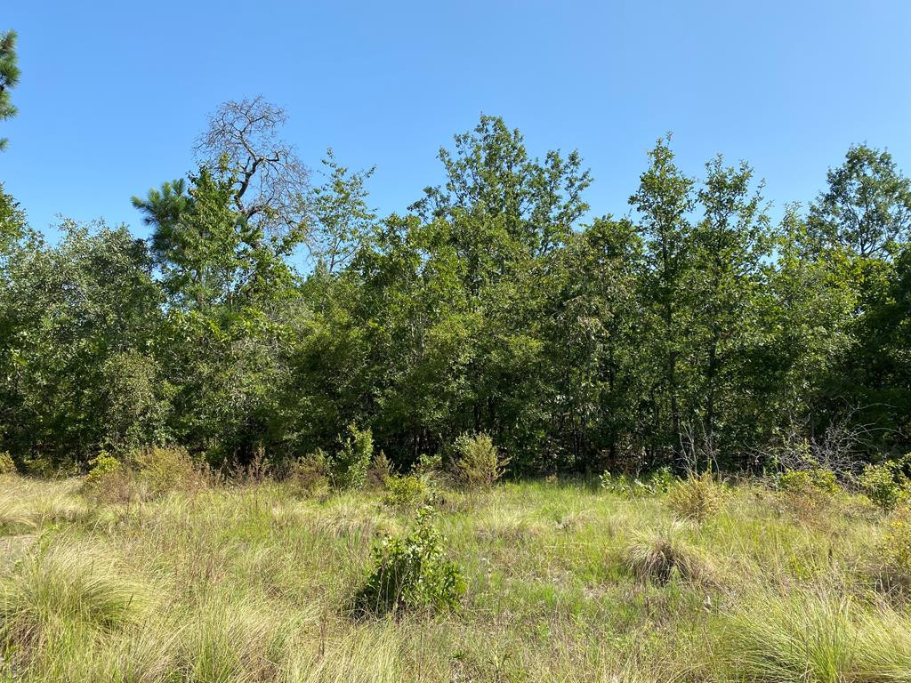 Parcels E& Bogeyville Road Ridge Spring, SC 29129 - Photo 1 of 1