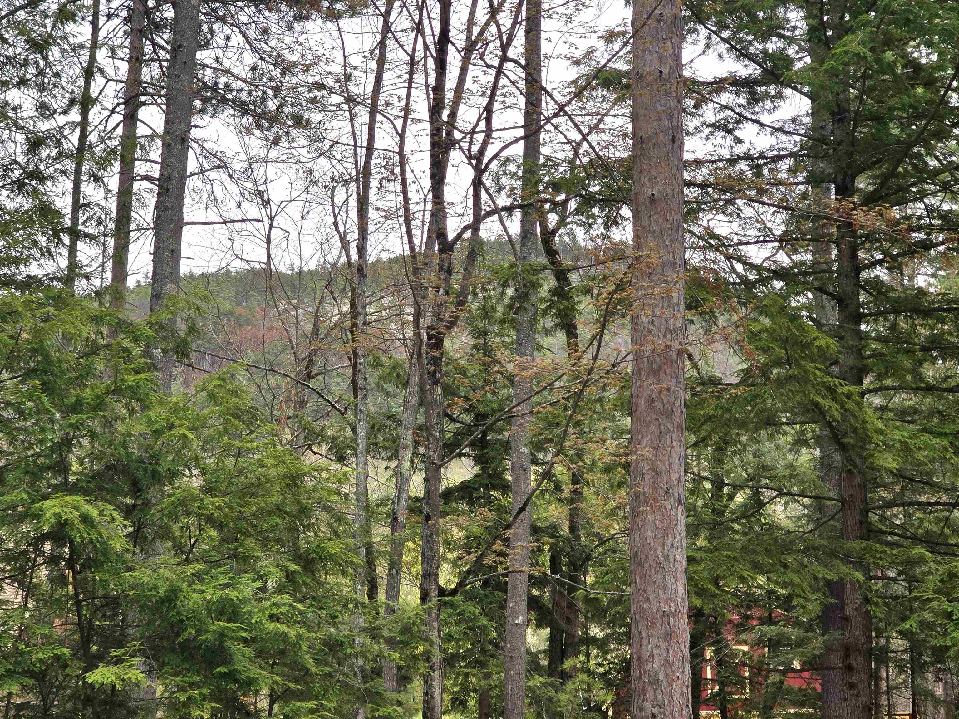 Lot 260 Thompson Road North Conway, NH 03860 - Photo 4 of 20