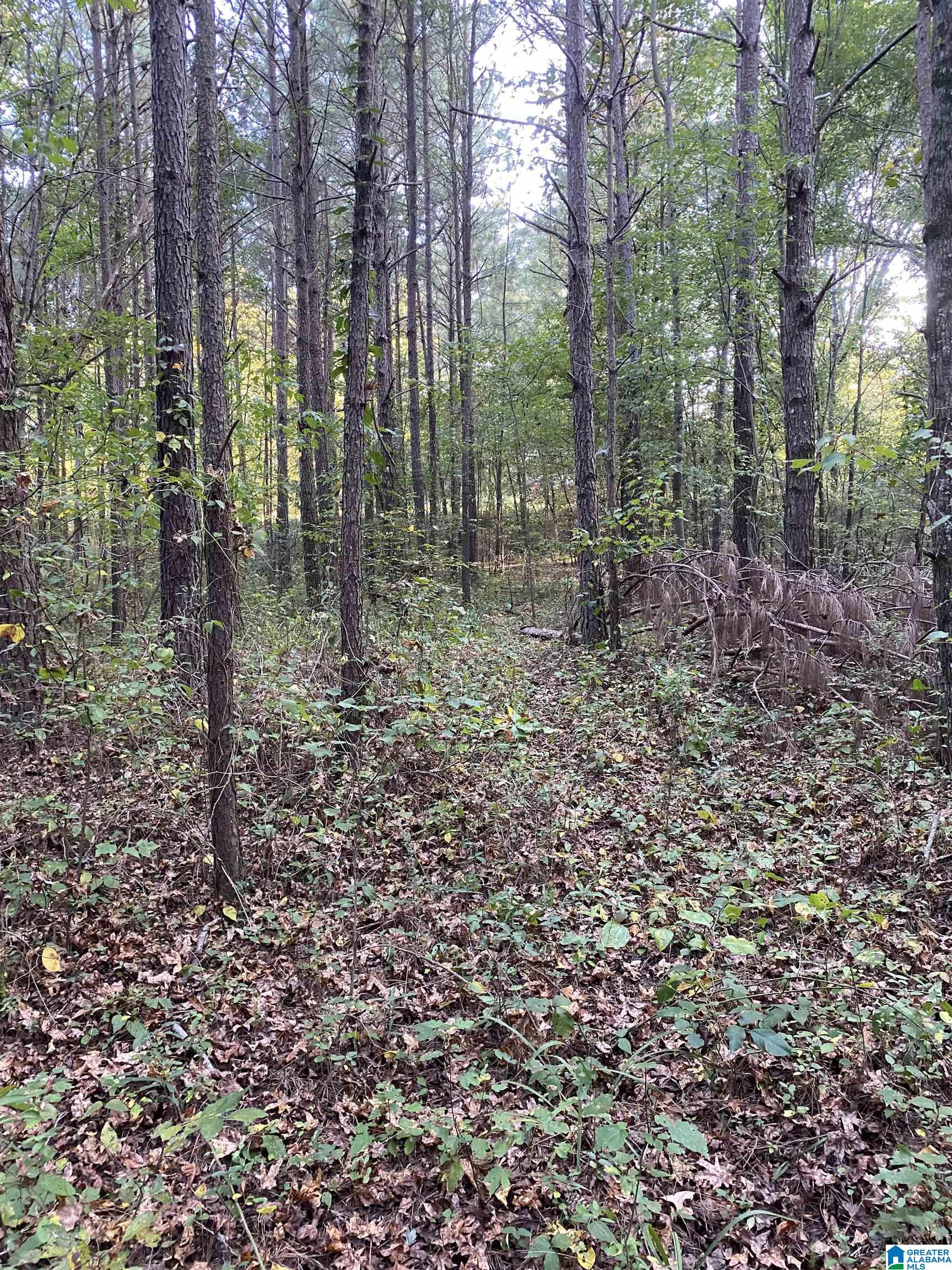 Lincoln Road, Unit 6 0 Cleveland, AL 35049 - Photo 7 of 12