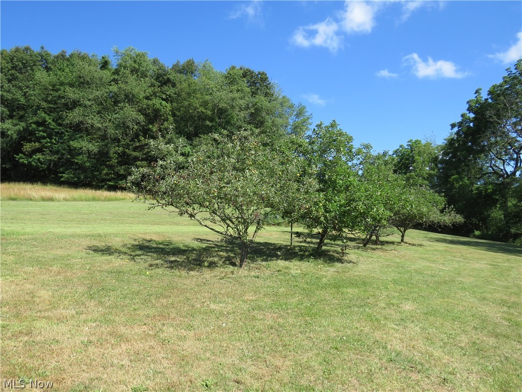 2205 Irish Road Magnolia, OH 44643 - Photo 21 of 31 Wonder fruit trees