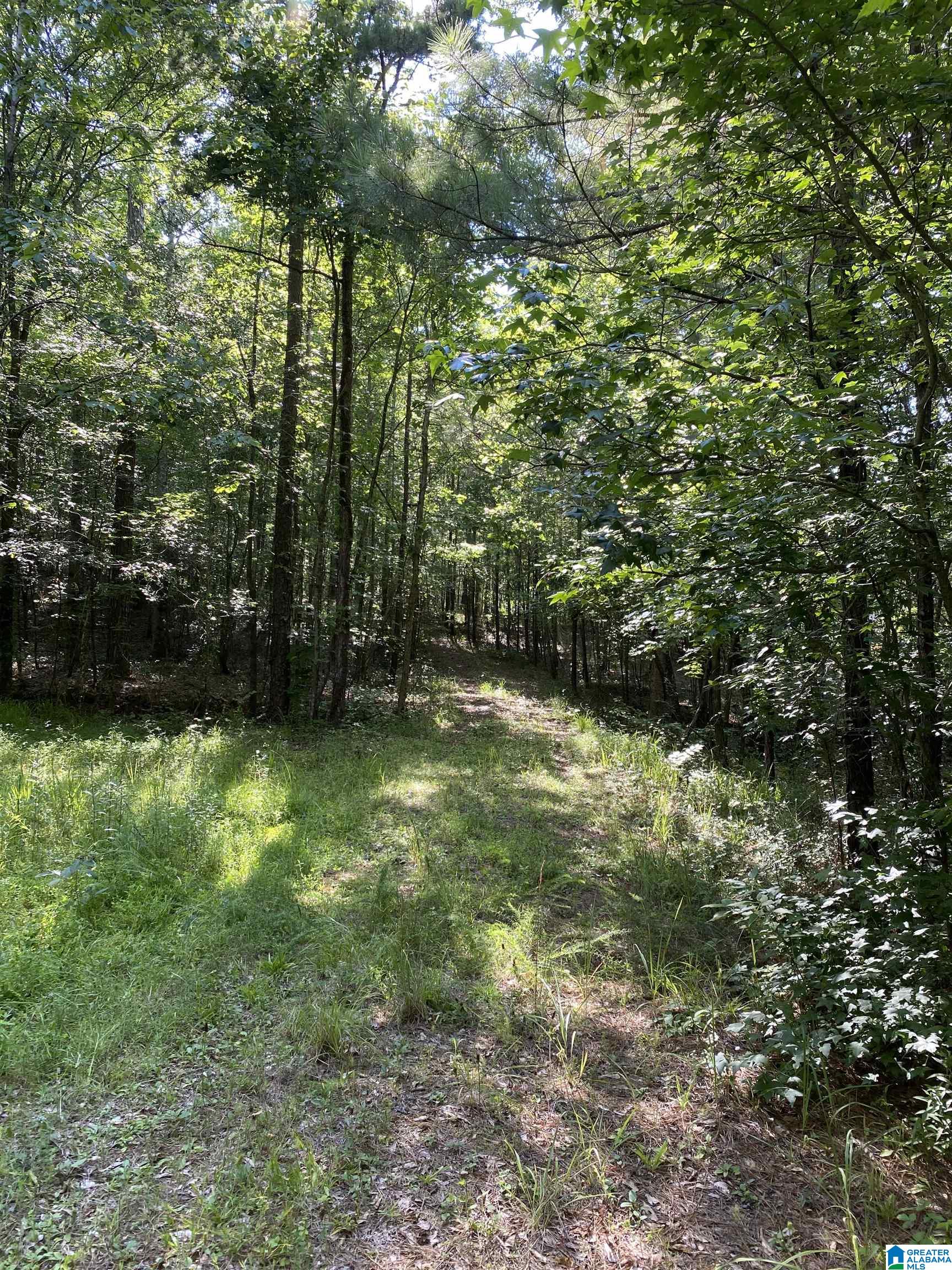 0 Mountain Springs Road Ashville, AL 35953 - Photo 5 of 9