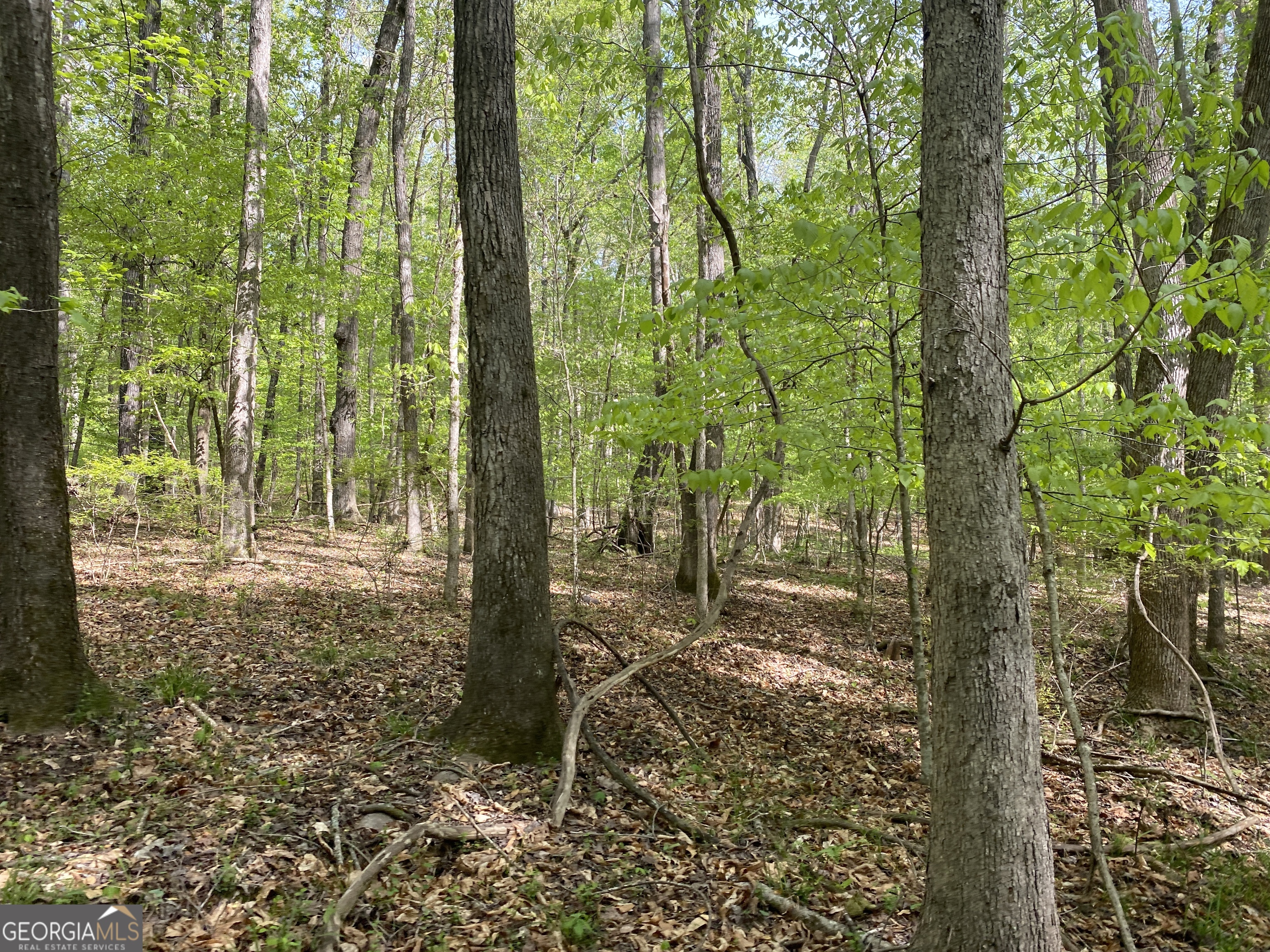 2 A Curry Falls Trail Athens, GA 30607 - Photo 5 of 5 a view of a trees and yard