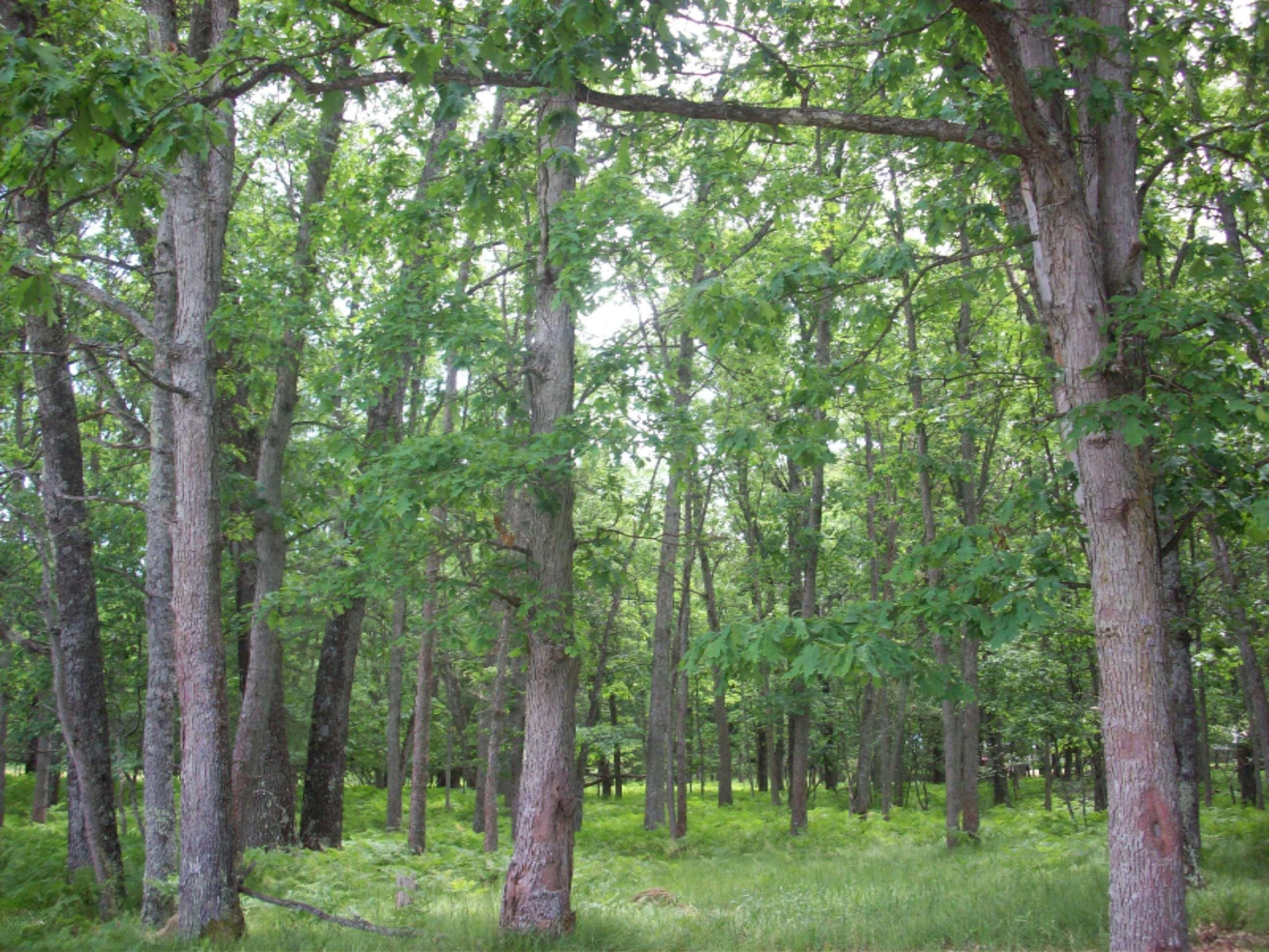 4533 North Mac Road Irons, MI 49644 - Photo 30 of 34 100_3685