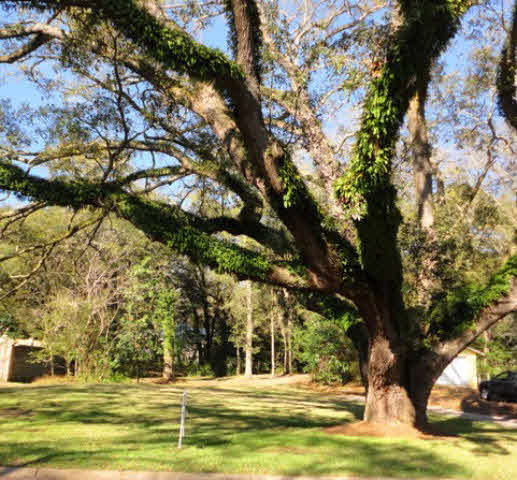 165 Pier Avenue Fairhope, AL 36532 - Photo 1 of 1