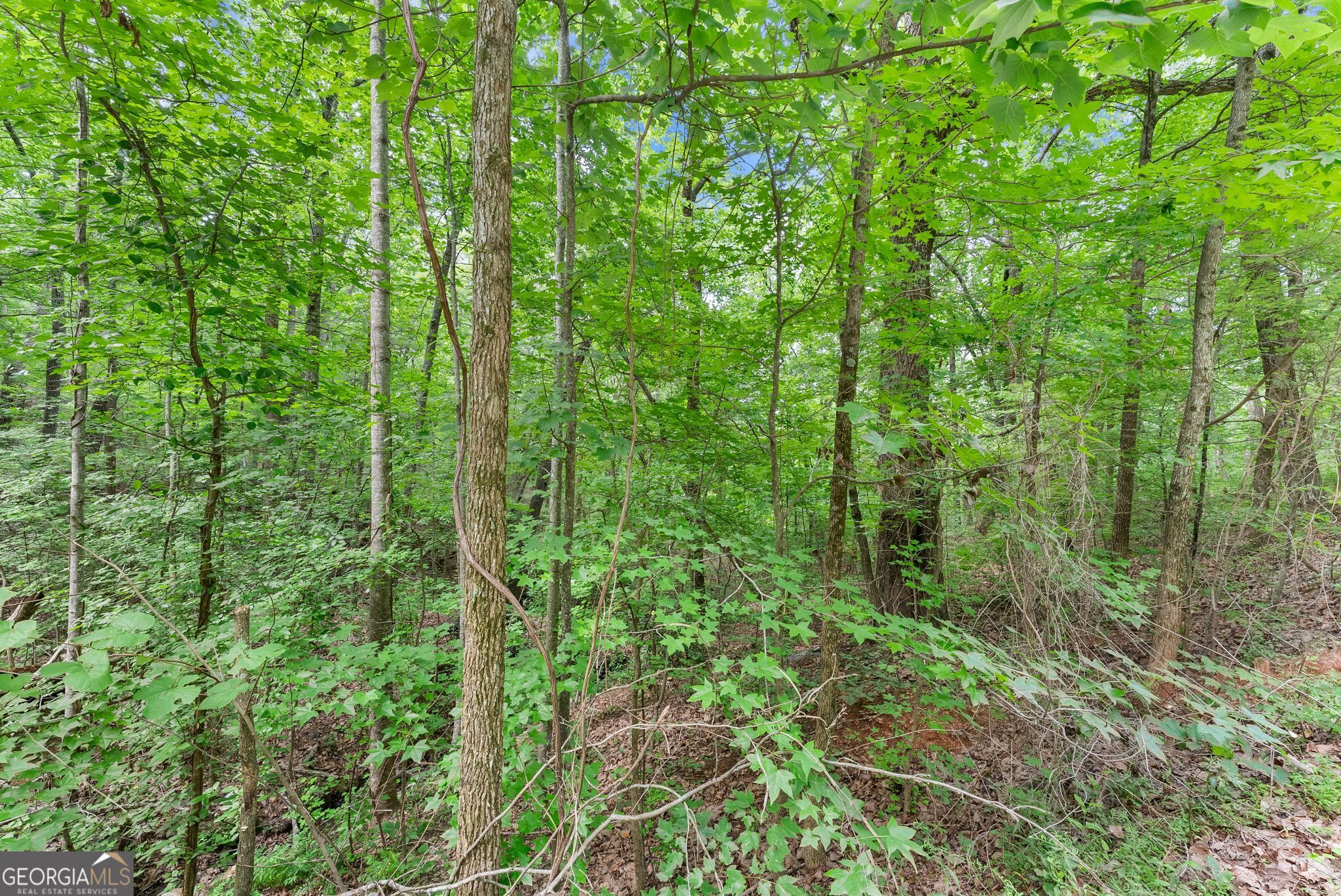 0 Wauka Ridge Road Clermont, GA 30527 - Photo 6 of 32
