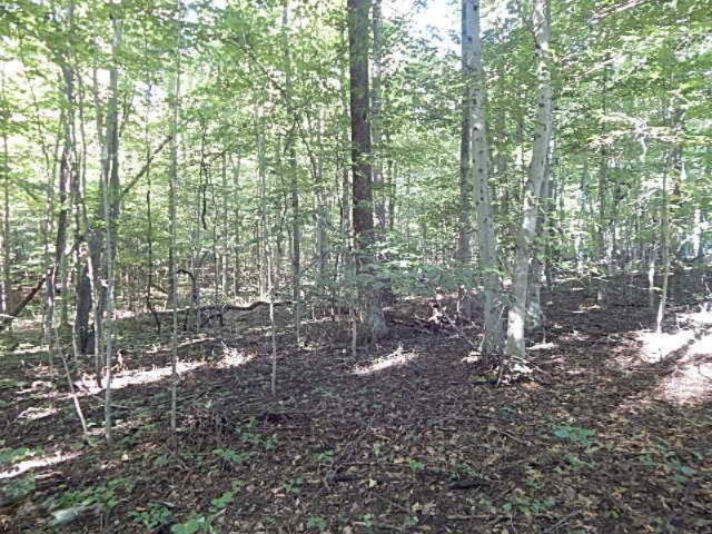 1247 South Kelso Road Pittsford, MI 49271 - Photo 53 of 72 DSCN7254