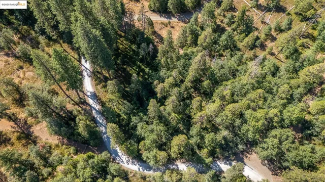 a view of a forest with a tree