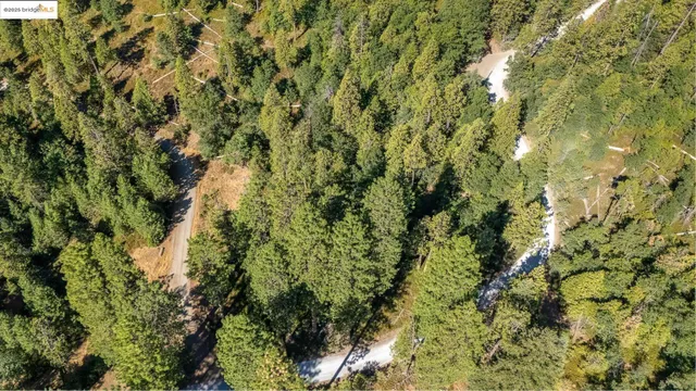 a view of a tree with a yard