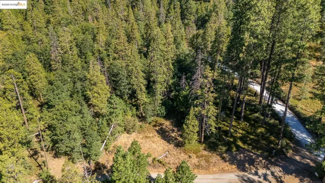 a view of a yard with plants and trees