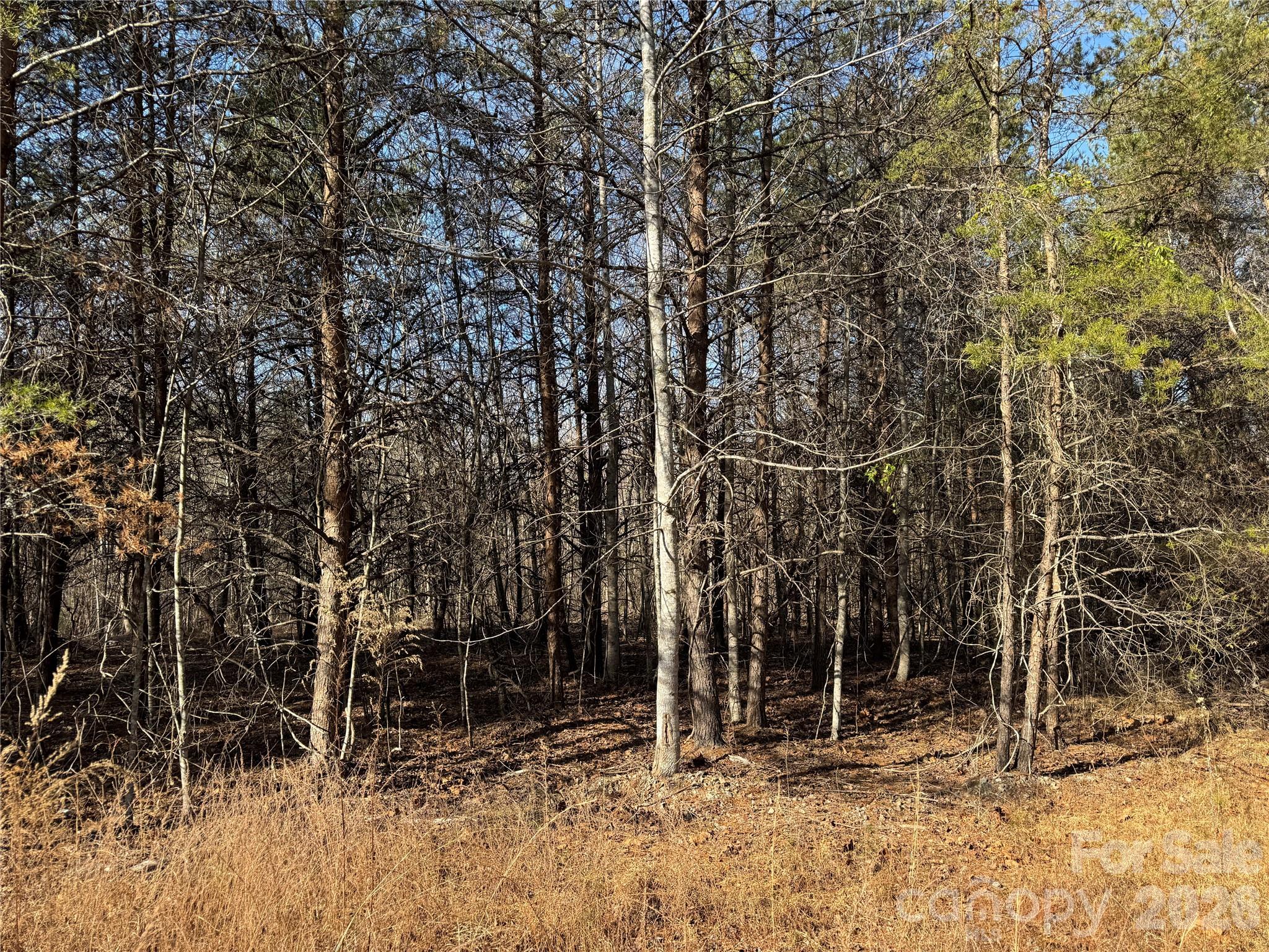 0 Burt Blackwell Road Mill Spring, NC 28756 - Photo 2 of 5 a view of backyard space