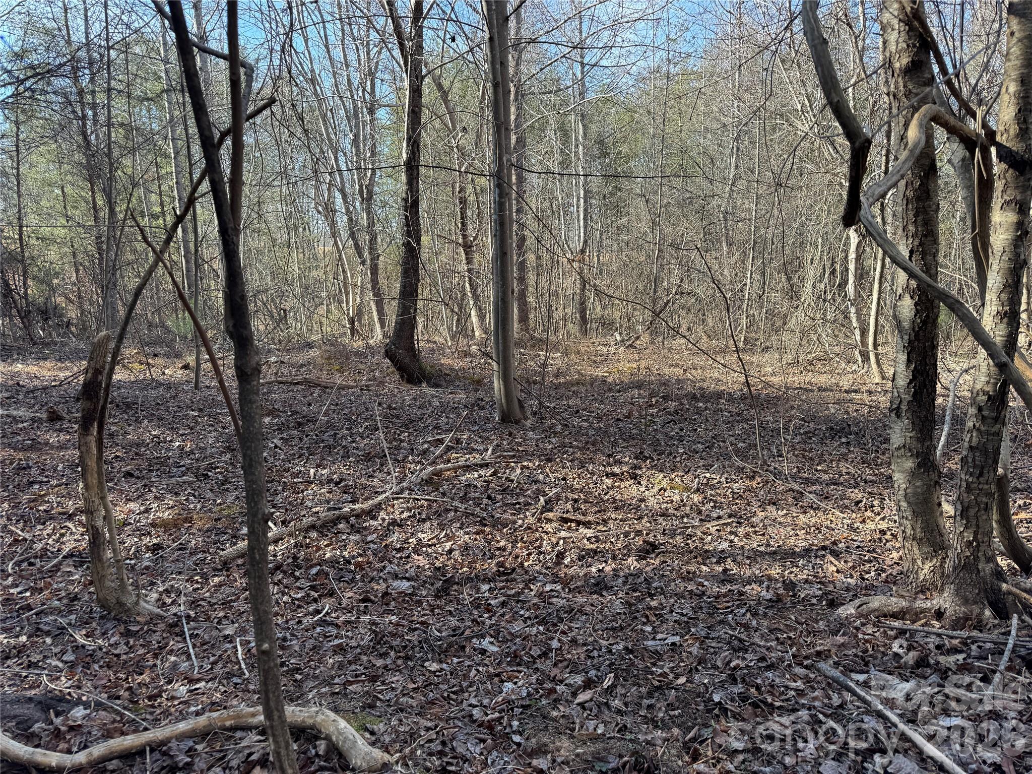 0 Burt Blackwell Road Mill Spring, NC 28756 - Photo 3 of 5 a view of a yard with trees