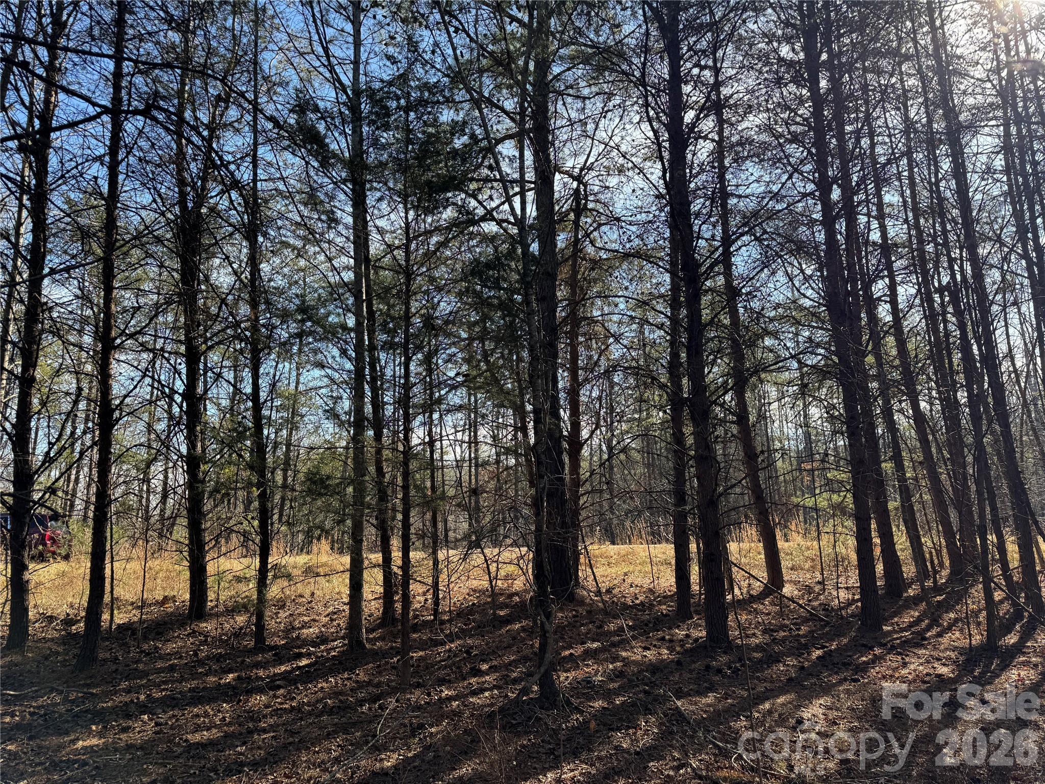 0 Burt Blackwell Road Mill Spring, NC 28756 - Photo 5 of 5 a view of a forest with trees in the background
