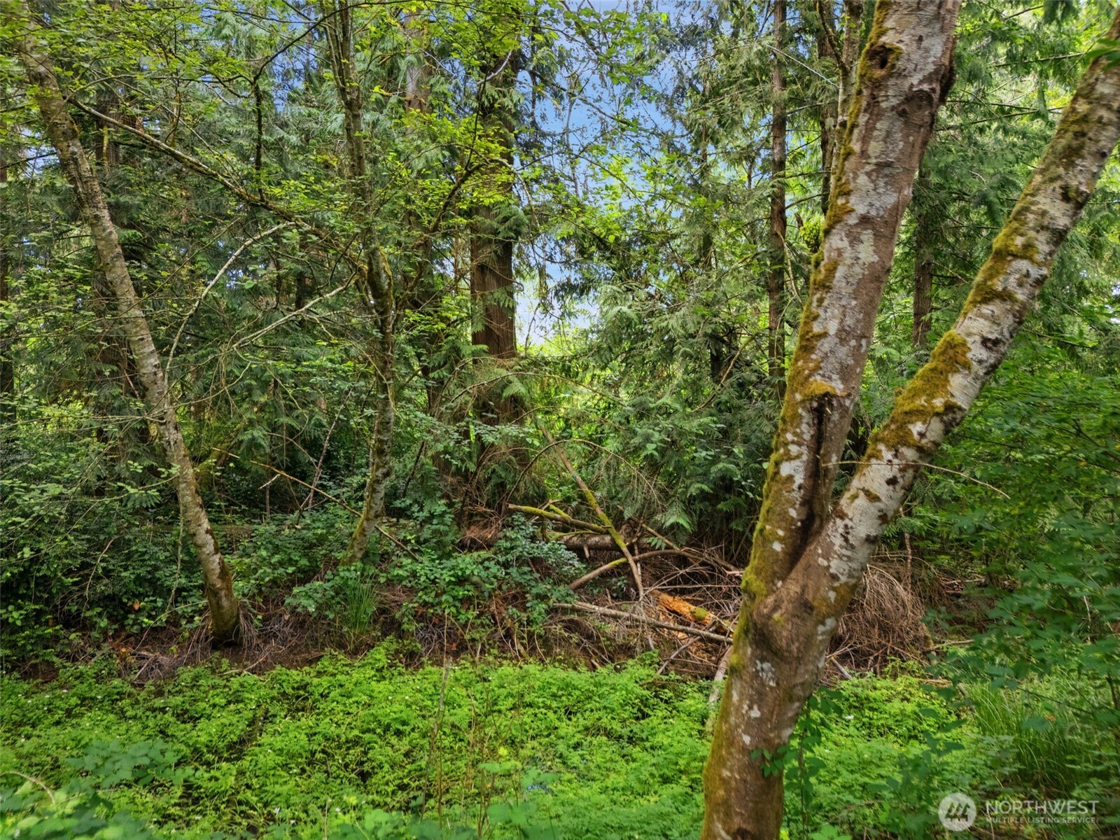0 Rouse Road Southwest Longbranch, WA 98351 - Photo 12 of 20 Gallery Image 12