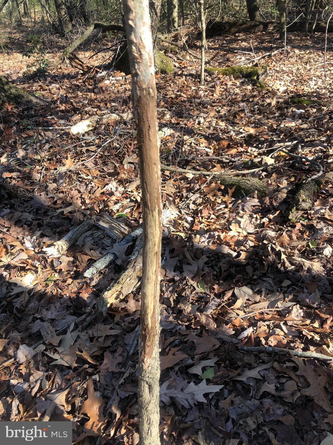 0 Church Home Road Rhodesdale, MD 21659 - Photo 25 of 29