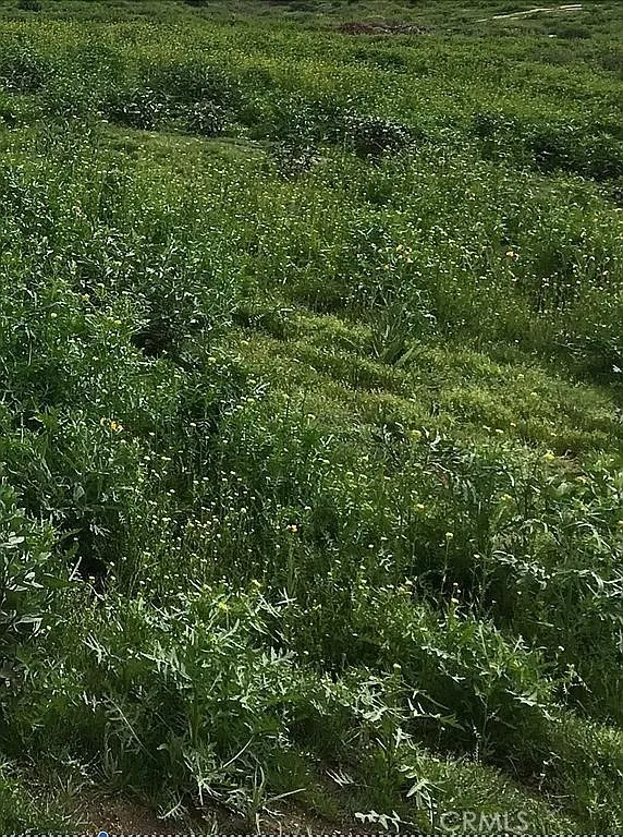 17900 Nandina Riverside, CA 92504 - Photo 2 of 6 a view of a lush green forest