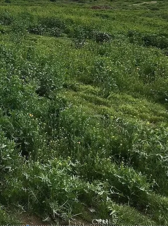 a view of a lush green forest