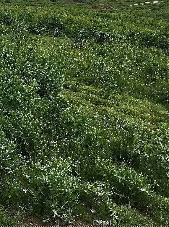 17900 Nandina Riverside, CA 92504 - Photo 2 of 6 a view of a lush green forest