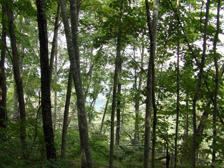 82 Ben Baker Road Somerset, KY 42501 - Photo 40 of 44 KODAK Digital Still Camera