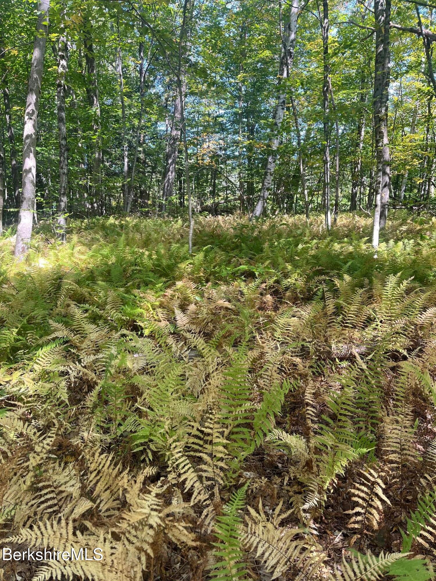 0 Central Shaft Road North Adams, MA 01247 - Photo 3 of 6 a view of a green field