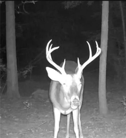 $235,000 | 187 Hiram Barron, Pollock, LA 71467