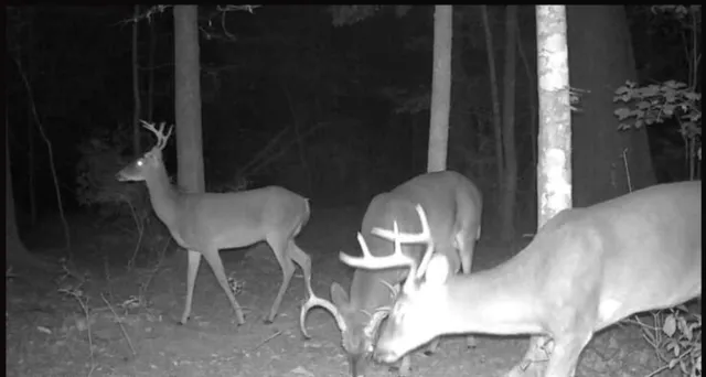 $235,000 | 187 Hiram Barron, Pollock, LA 71467