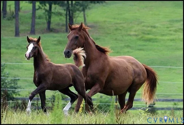a view of a horse with a colt and yard in the back