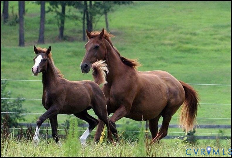 a view of a horse with a colt and yard in the back