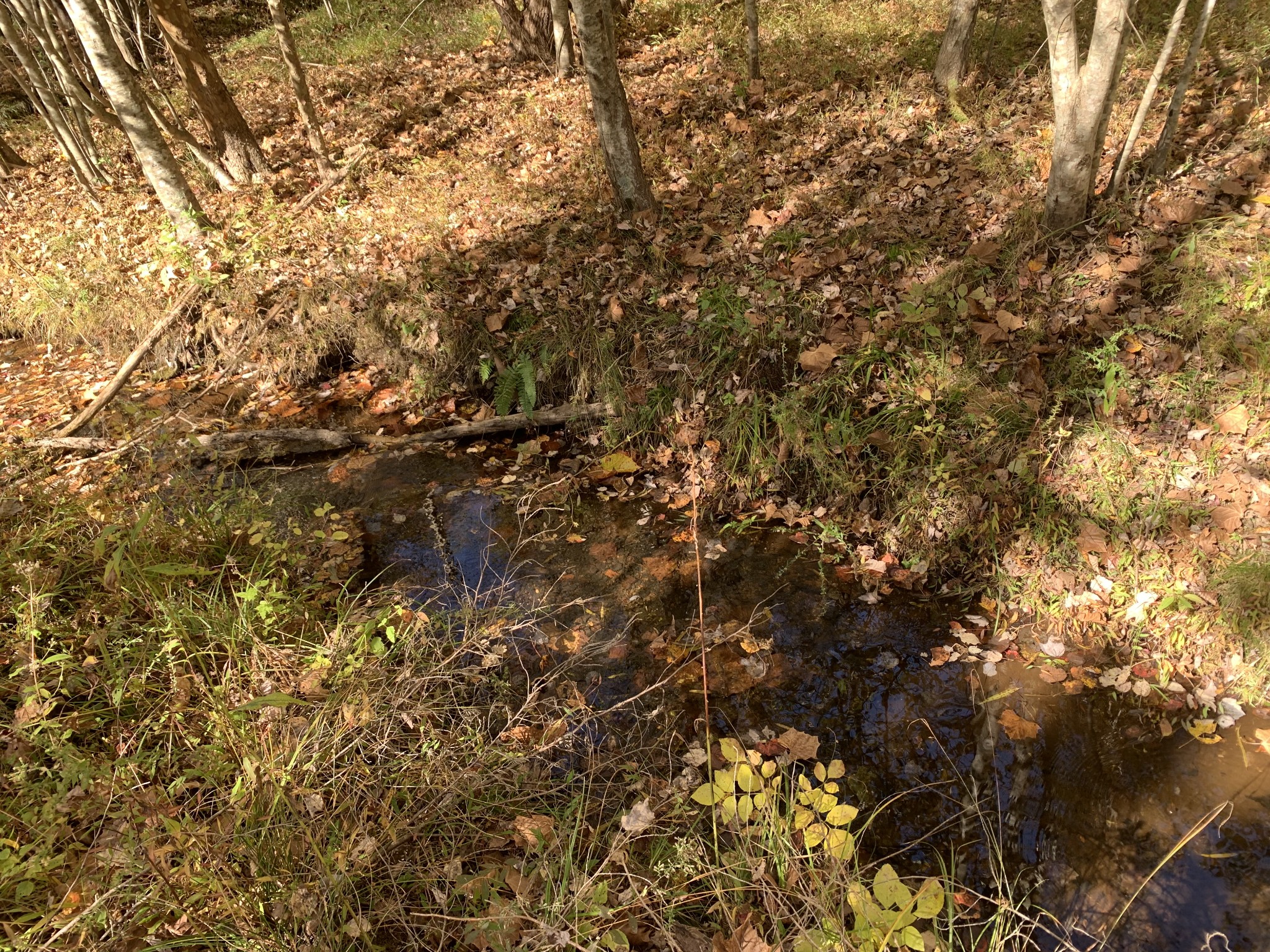 5120 Brison Road Collinwood, TN 38450 - Photo 21 of 25 a view of a tree