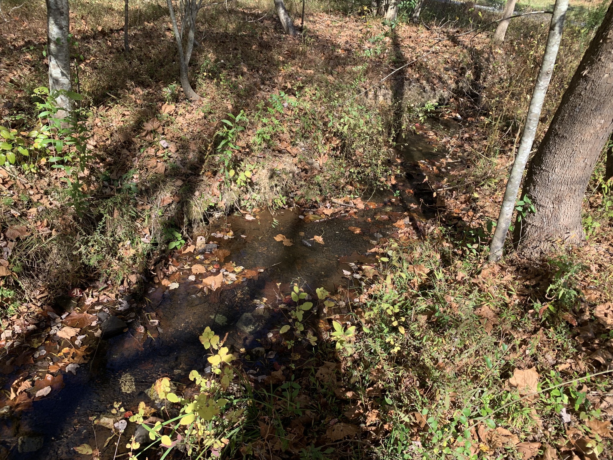 5120 Brison Road Collinwood, TN 38450 - Photo 23 of 25 a picture of tree