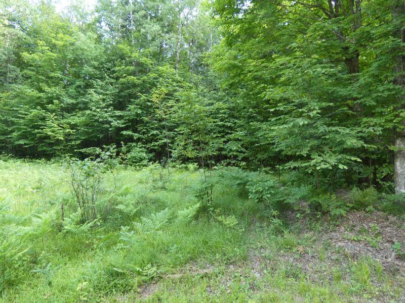 Lot 49 Camp 6 Loop Road Laona, WI 54541 - Photo 7 of 7 Gallery Image 7
