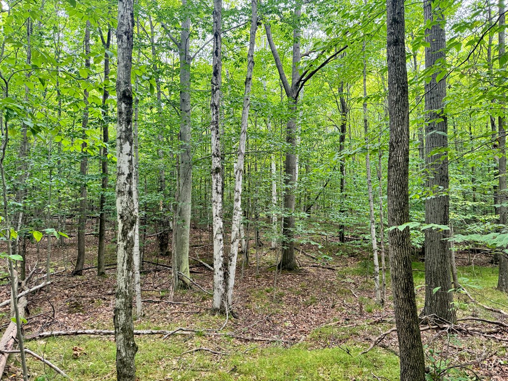 5-acres Logerquist Road Baileys Harbor, WI 54202 - Photo 11 of 13