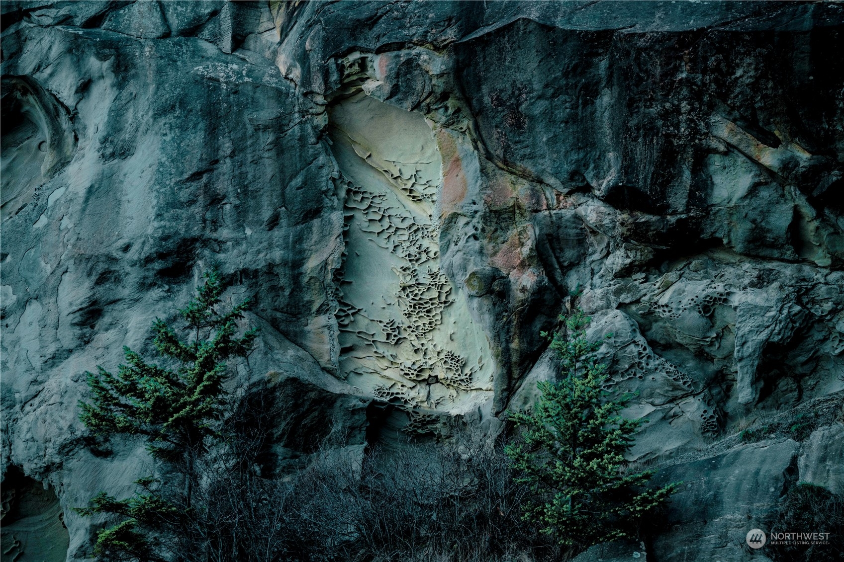 283 Arbel Way Bellingham, WA 98229 - Photo 19 of 39 a view of a plant in a garden