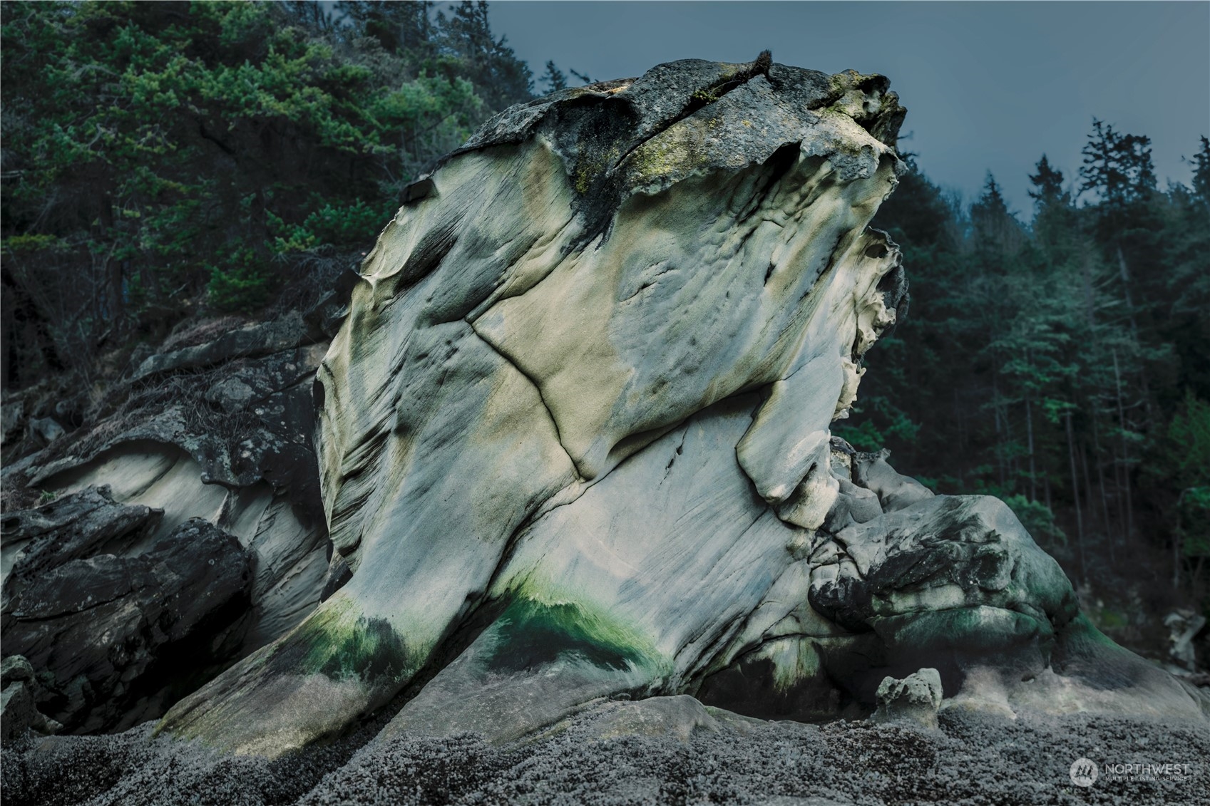 283 Arbel Way Bellingham, WA 98229 - Photo 8 of 39 a view of a tree with a yard