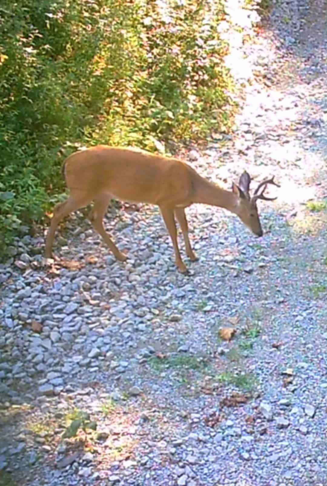 51 Turkey Town Road Hilham, TN 38568 - Photo 21 of 31