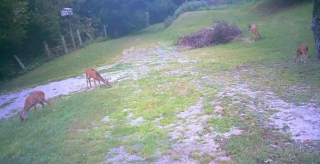 a view of a backyard