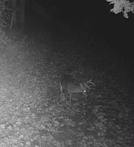 a view of backyard with green space