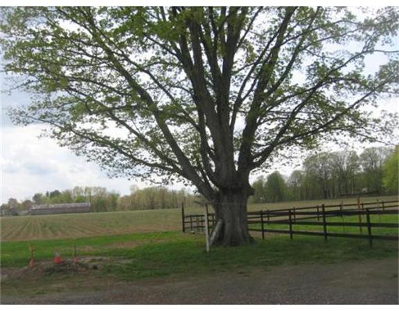 215 State Road Whately, MA 01373 - Photo 4 of 9 a view of grassy field with trees