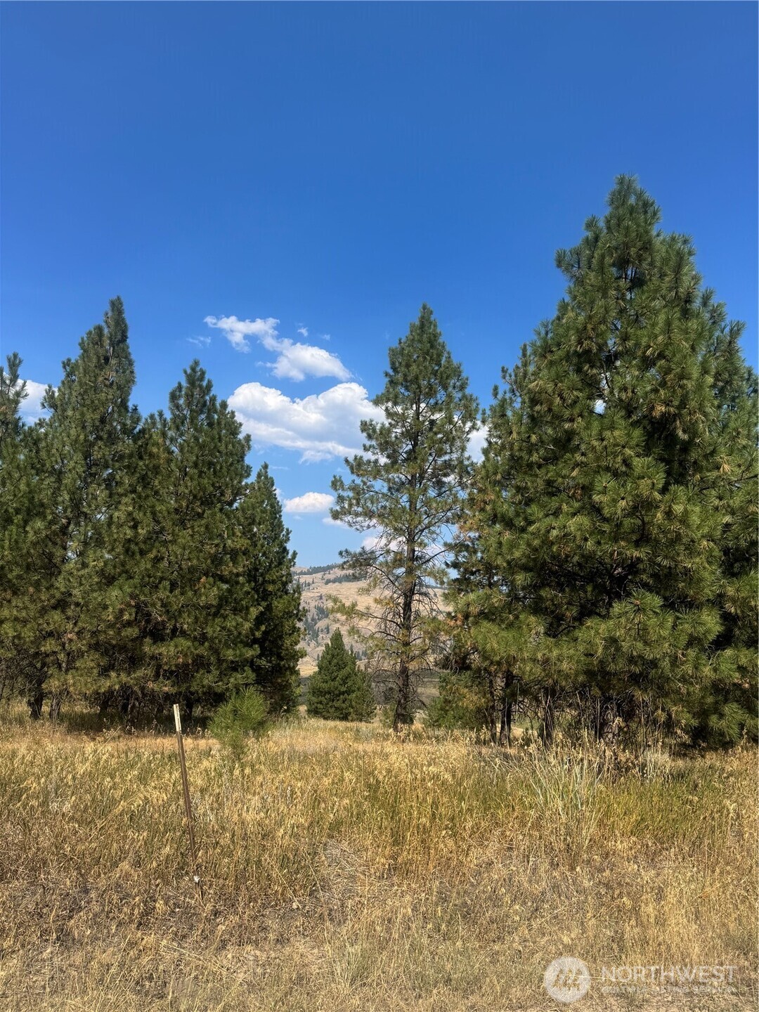 0 A Chopaka Way East Tonasket, WA 98855 - Photo 2 of 19 a view of a yard with a tree