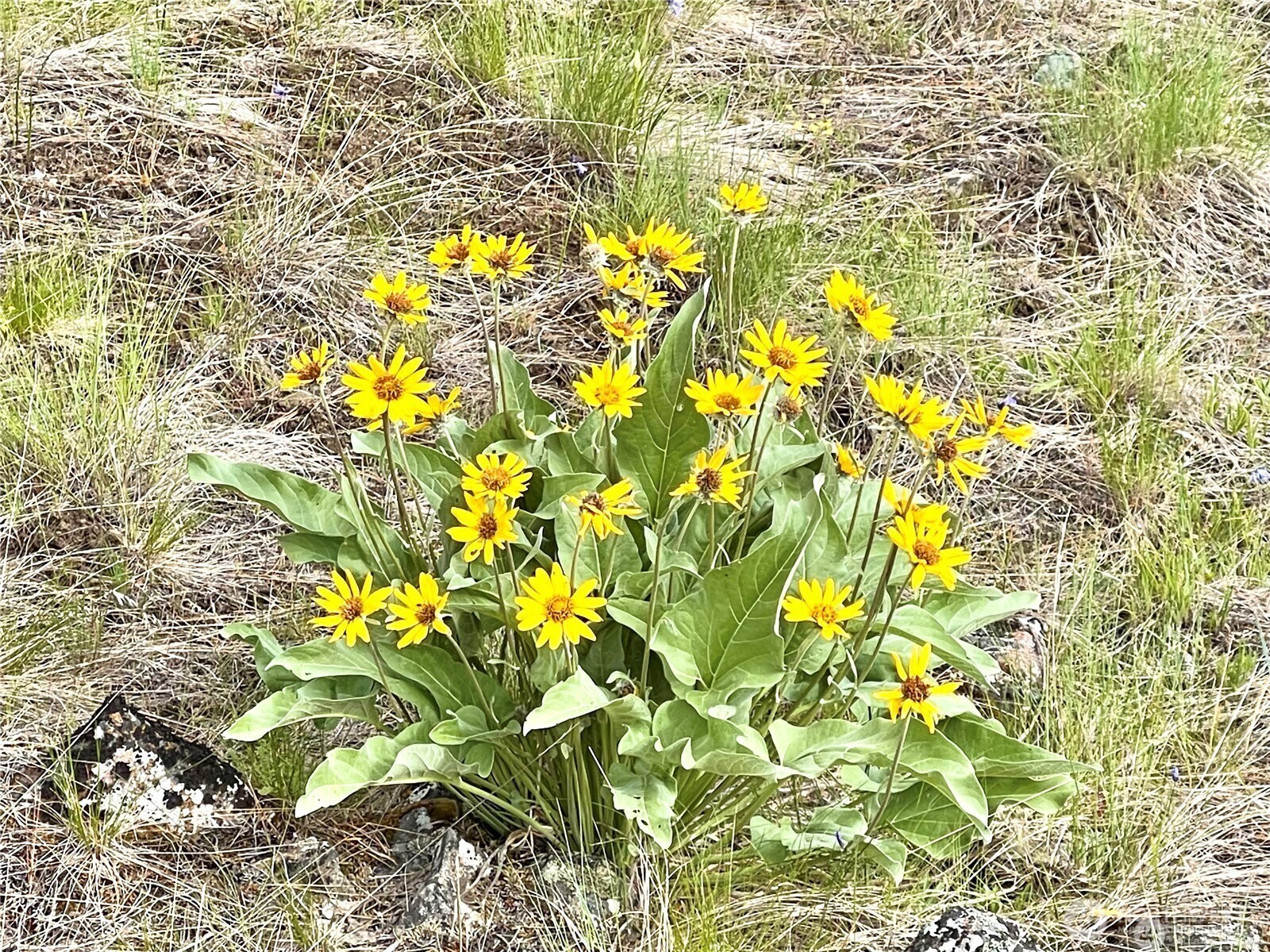 0 A Chopaka Way East Tonasket, WA 98855 - Photo 9 of 19 a view of a tree with a yard