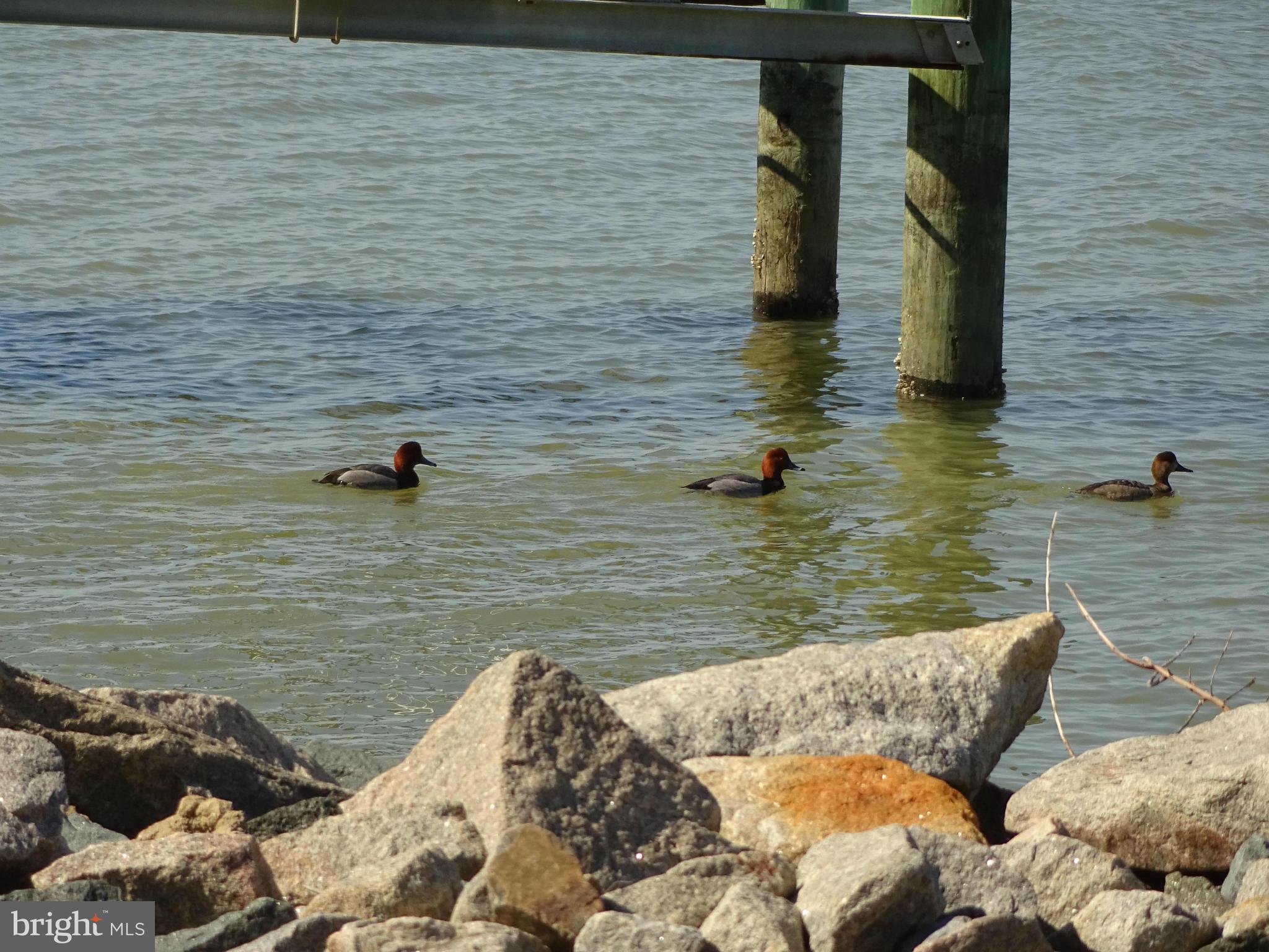 1121 Keys Road Fishing Creek, MD 21634 - Photo 4 of 30 View