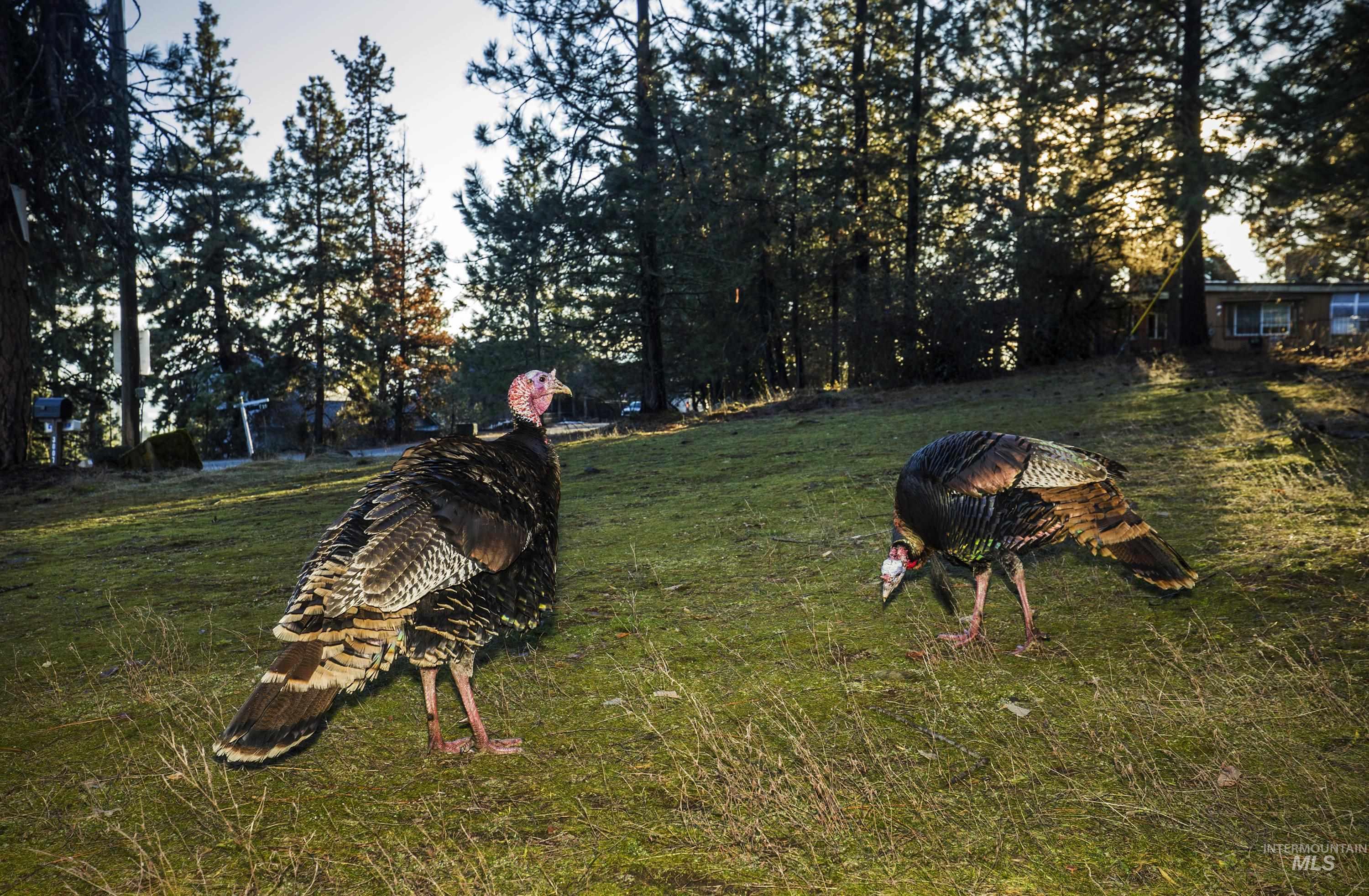 Nna East Fernan Hill Road Coeur D'Alene, ID 83814 - Photo 11 of 13