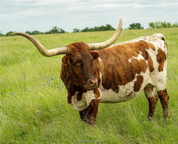 a backyard of a house with lots of green space and plants
