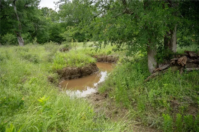 a view of a lush green forest